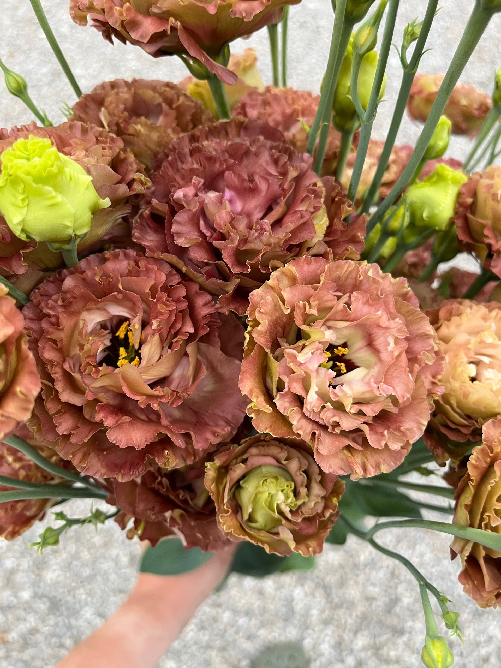 Lisianthus 'crosanne' locally grown in Lancaster Ohio