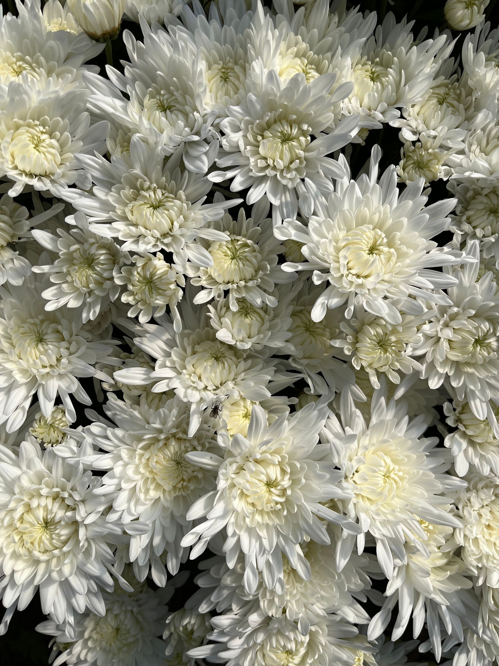 white mums locally grown in Lancaster Ohio