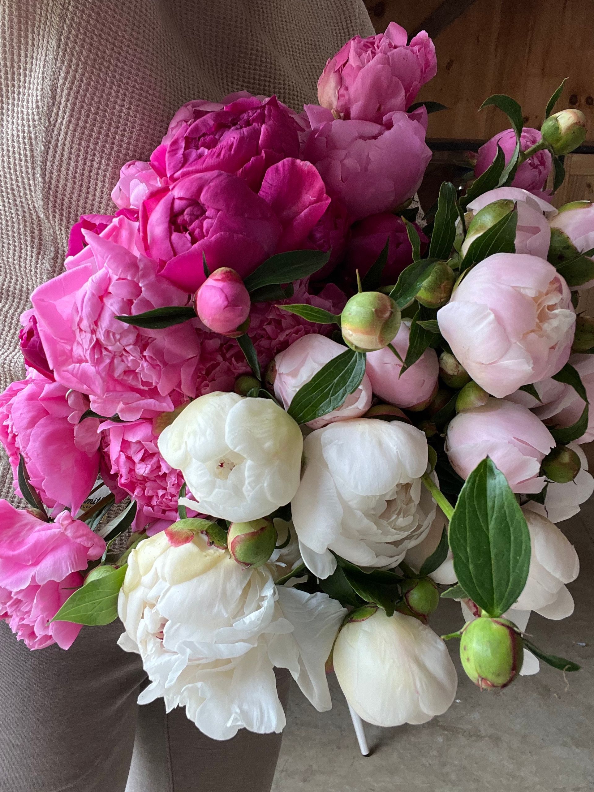 magenta and pink peonies locally grown in Lancaster Ohio