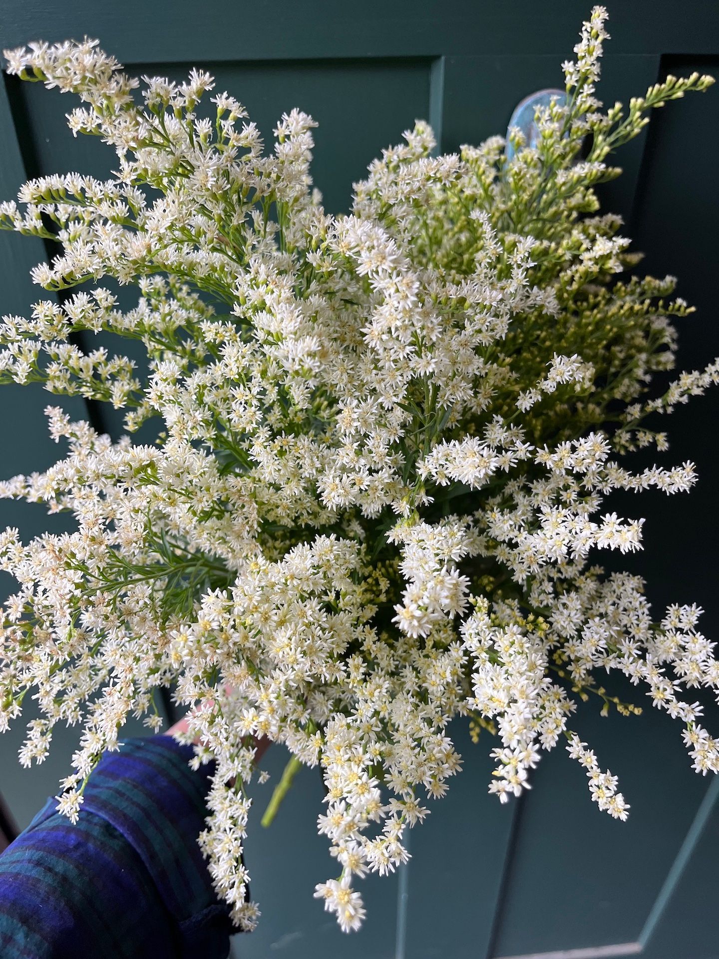 white solidago goldenrod locally grown in Lancaster Ohio