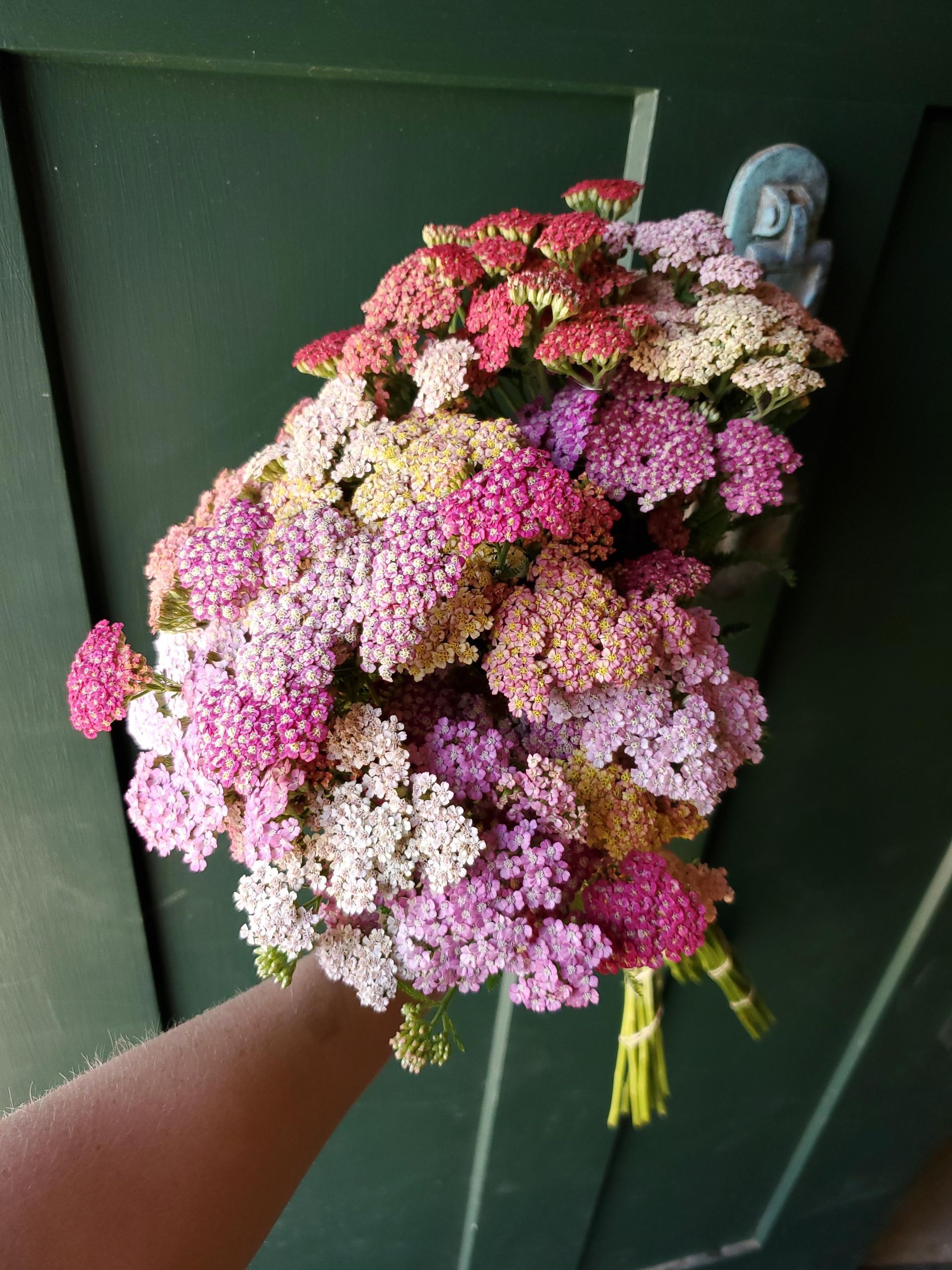 Yarrow in pink to cream hues locally grown in Lancaster Ohio