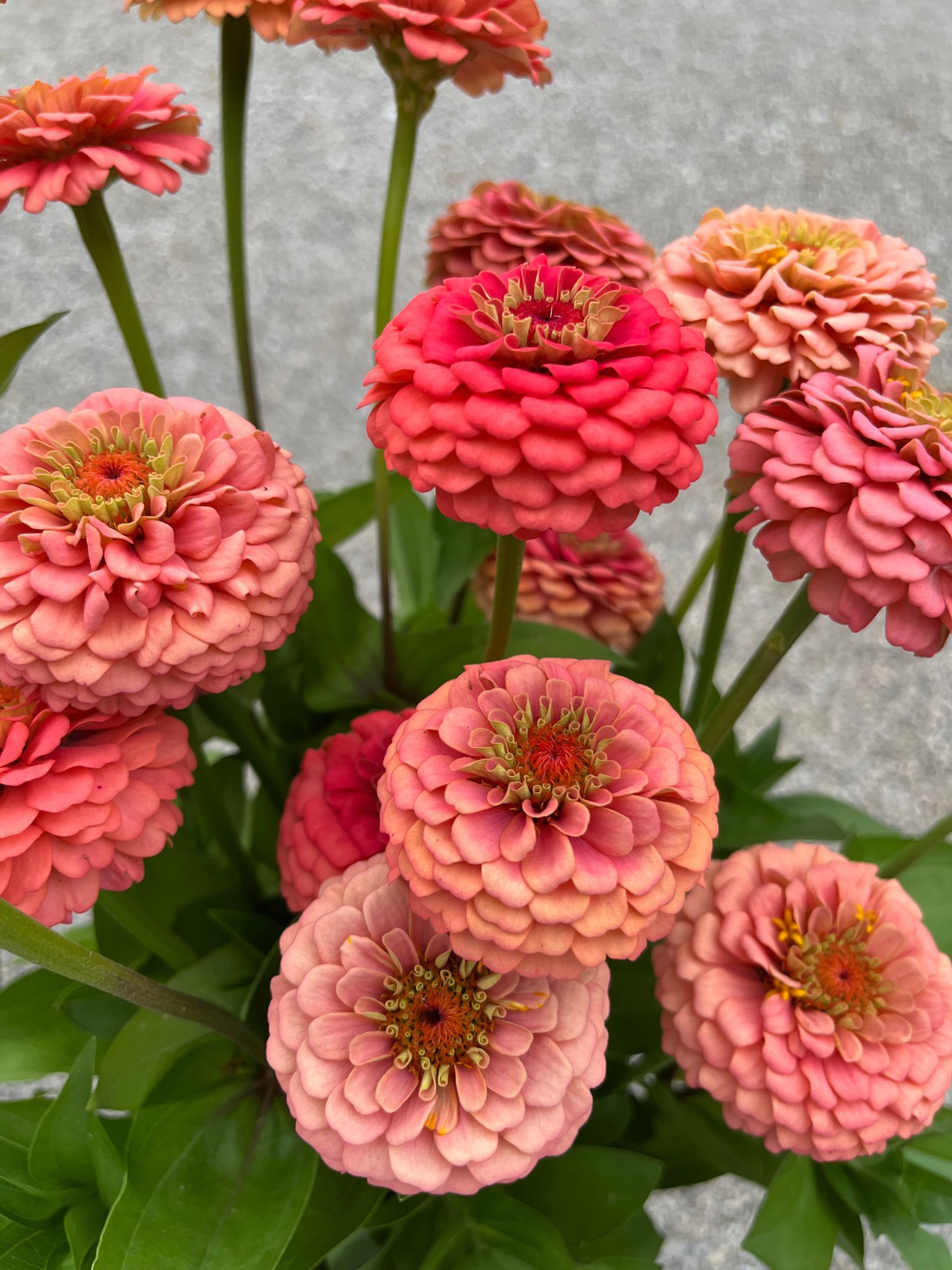 Salmon pink zinnia
