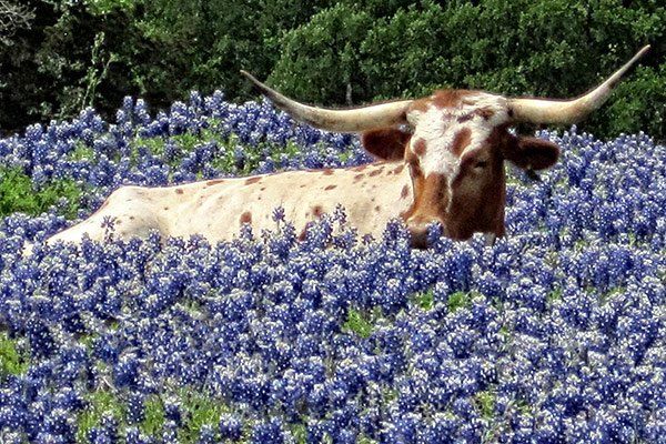 A longhorn cow rests in a colorful field of Blue Bell flowers.