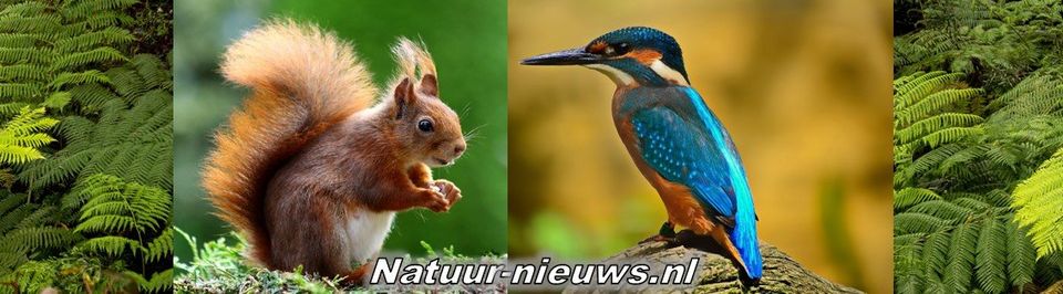 Natuur-nieuws.nl