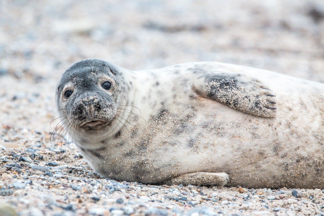 natuurreservaat Noordvoort, ook  het leefgebied van de zeehond