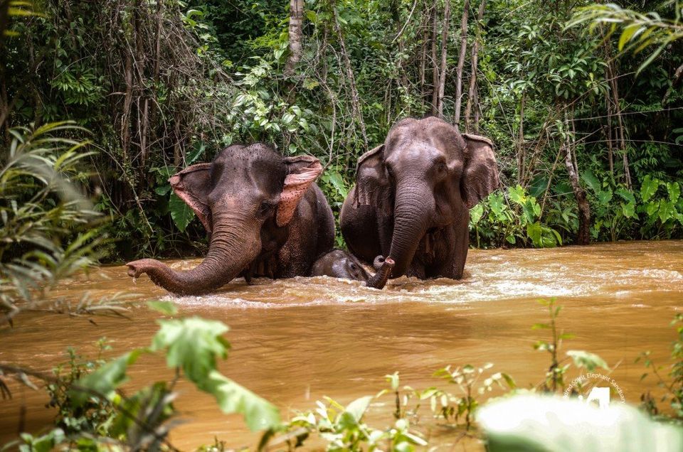 natuur-nieuws olifanten in olifantenopvang