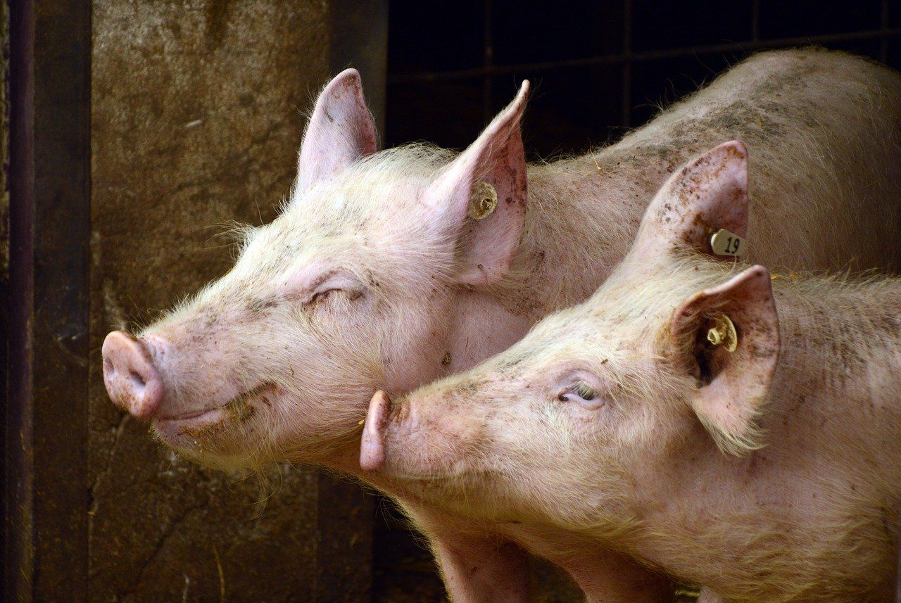 protestactie tegen varkensleed - is dat terrorisme