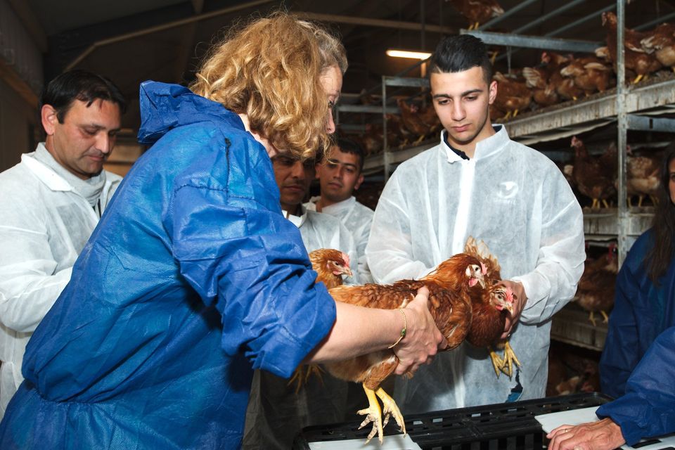 Eyes On Animals geeft instructie over diervriendelijke behandeling aan kippenvangers