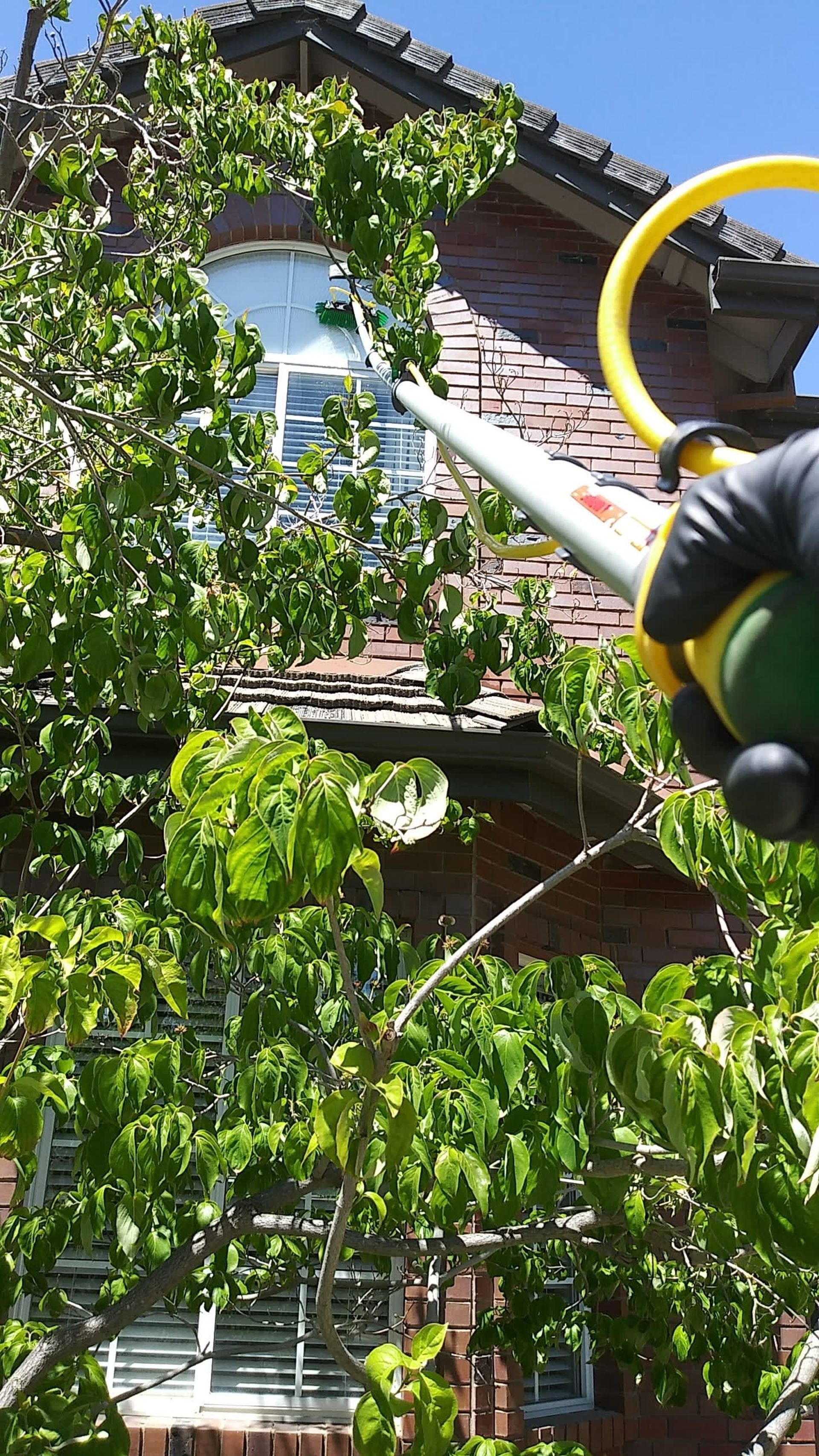 Person in black glove spraying a tree near a brick house.