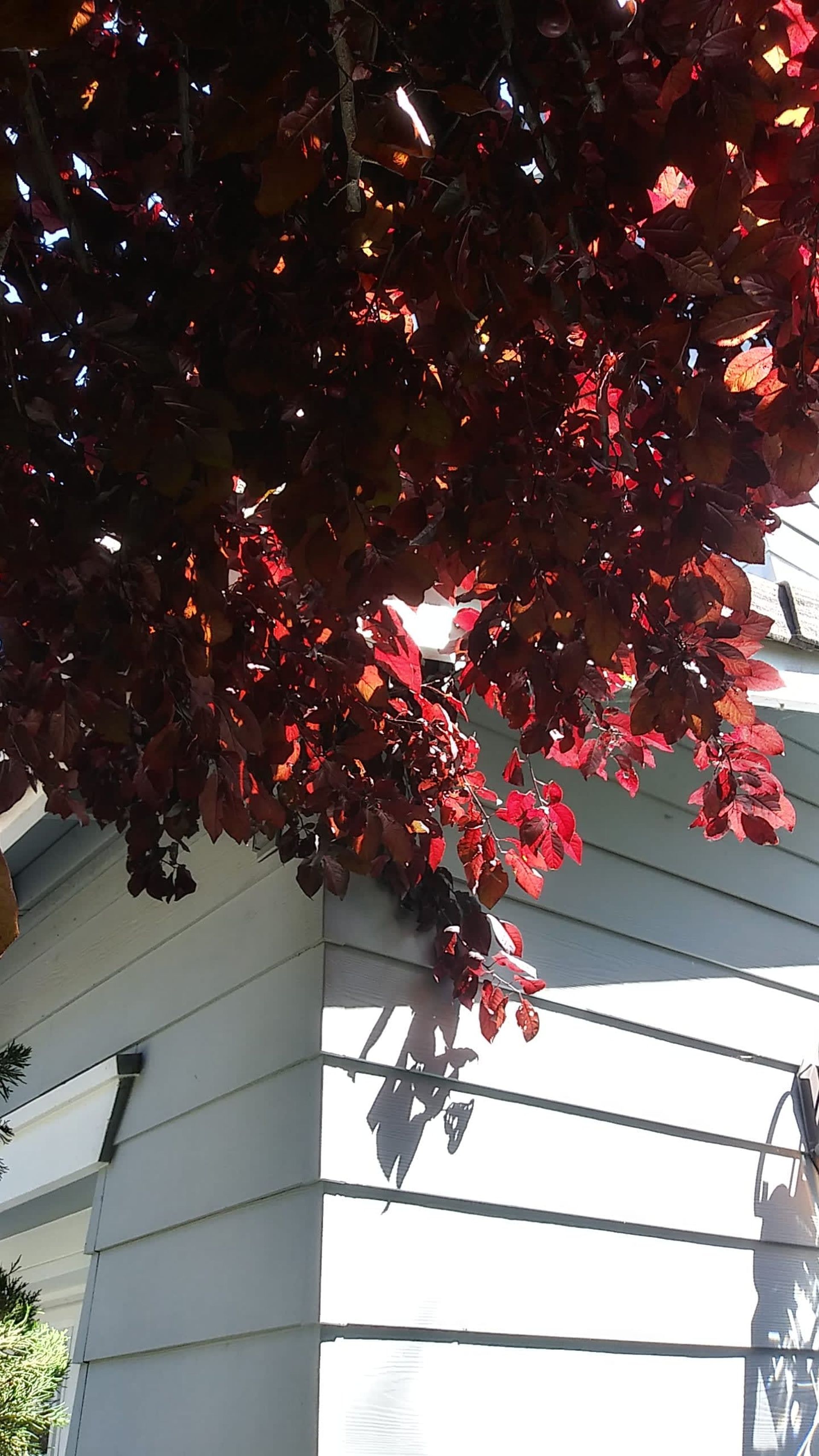Red-leafed tree branches overhanging a white-sided building corner, with sunlight casting shadows.