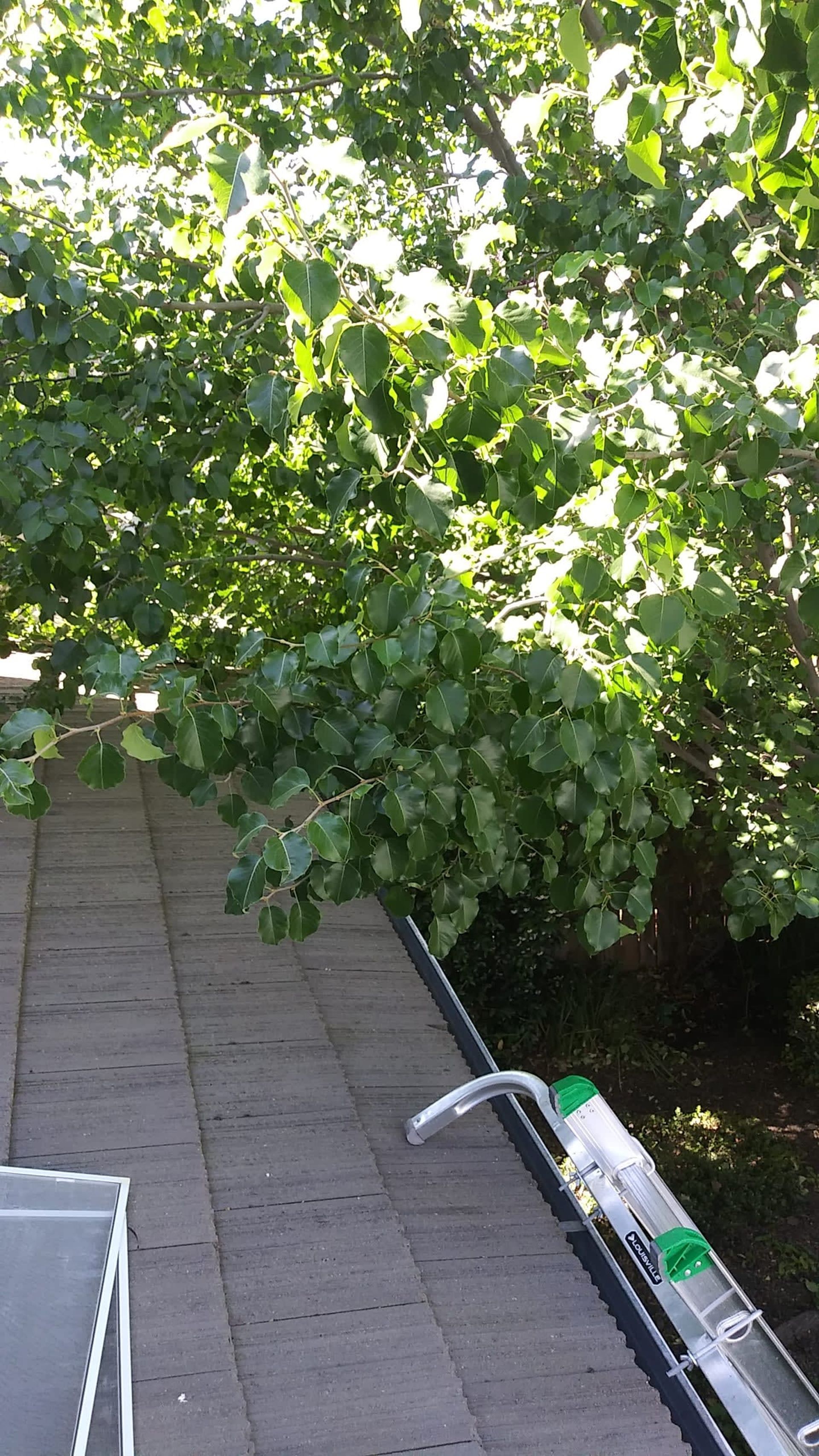 Ladder leaning against a dark roof, tree with green leaves above.
