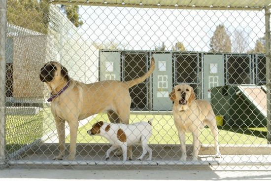 Large and small dogs in a pet boarding facility.