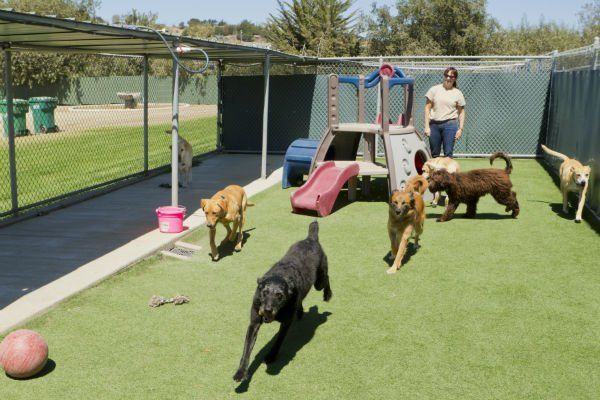 A female staff member at a kennel supervises several large dogs playing together.