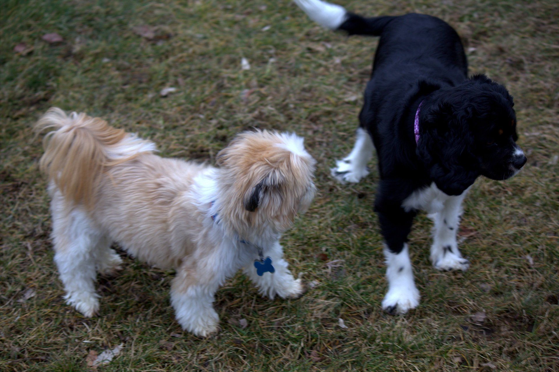 Dog Grooming in Milford CT