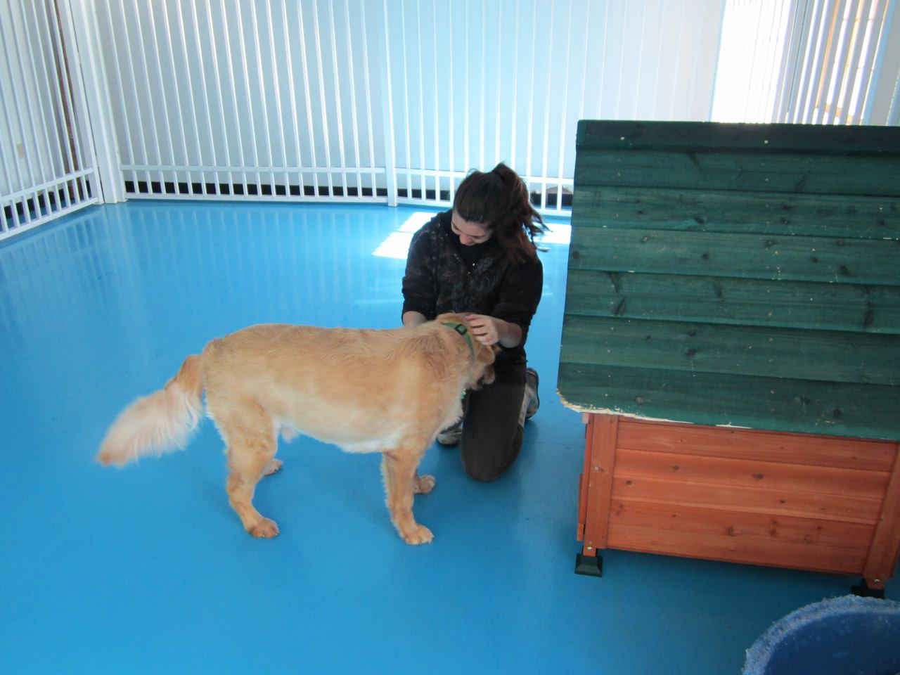 dog day care milford ct