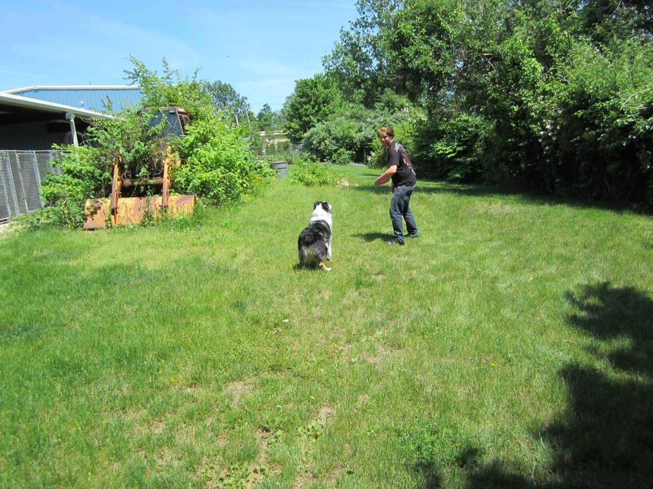dog training milford ct