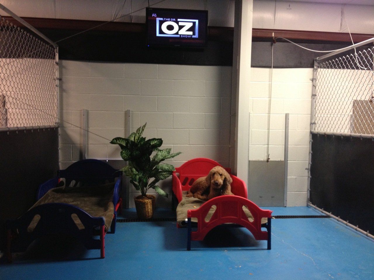 dog kennel milford ct