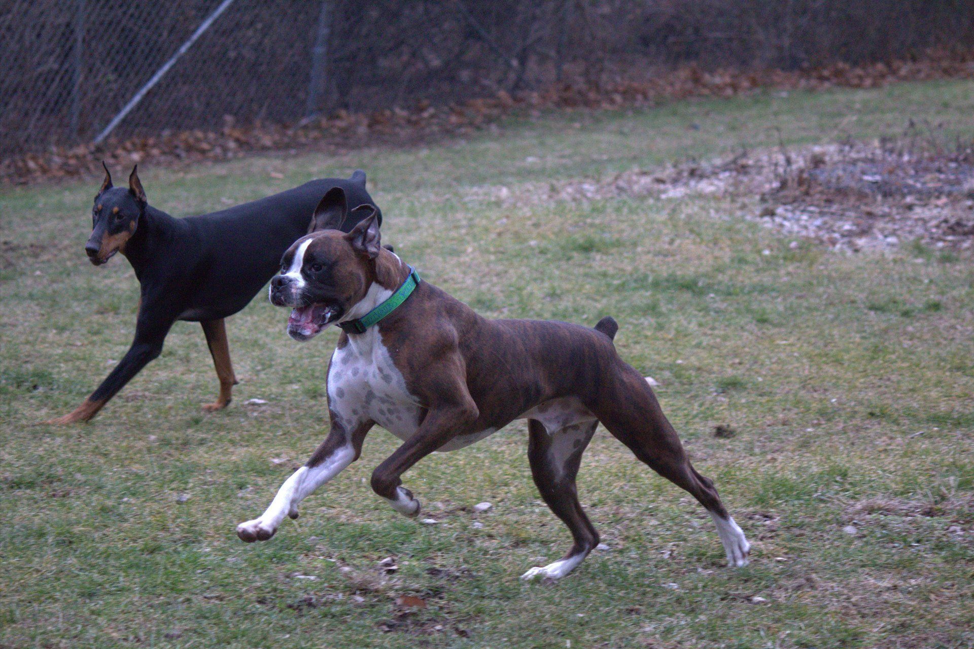 Dog Day Care Milford