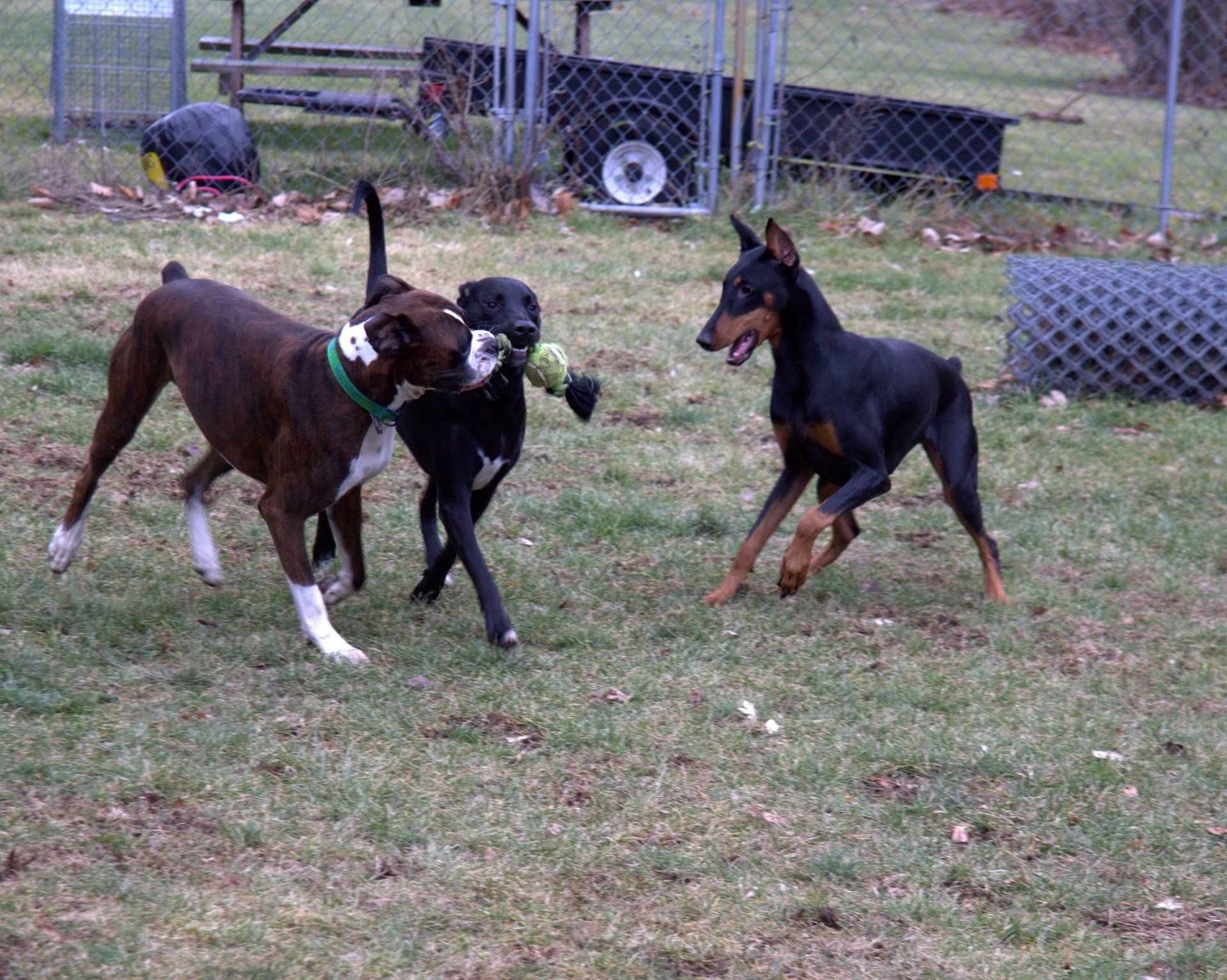 Dog Boarding Milford CT