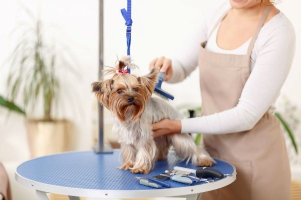 Small Yorkshire terrier sits on the table while being brushed by a professional.