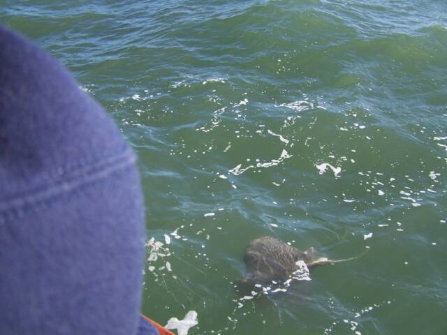 A person is looking at a shark in the water