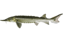 A drawing of a sturgeon on a white background.