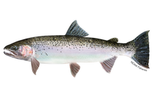 A rainbow trout is swimming on a white background.