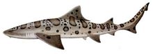 A close up of a shark with spots on it on a white background.