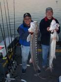 Two men are standing next to each other holding large fish.
