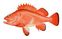 A red fish with a yellow eye is swimming on a white background.