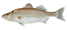 A striped bass is swimming in the water on a white background.
