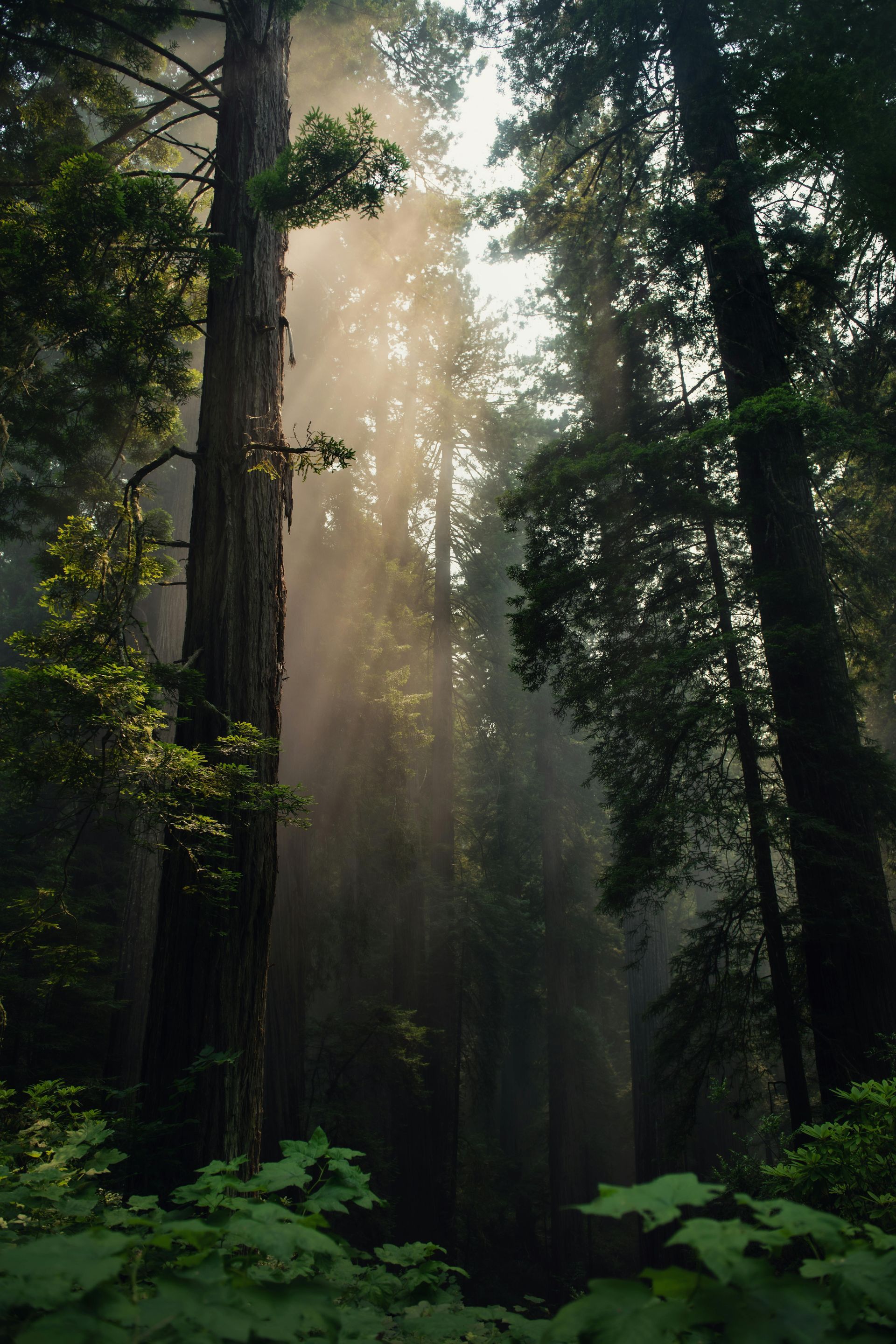 The sun is shining through the trees in a foggy forest.