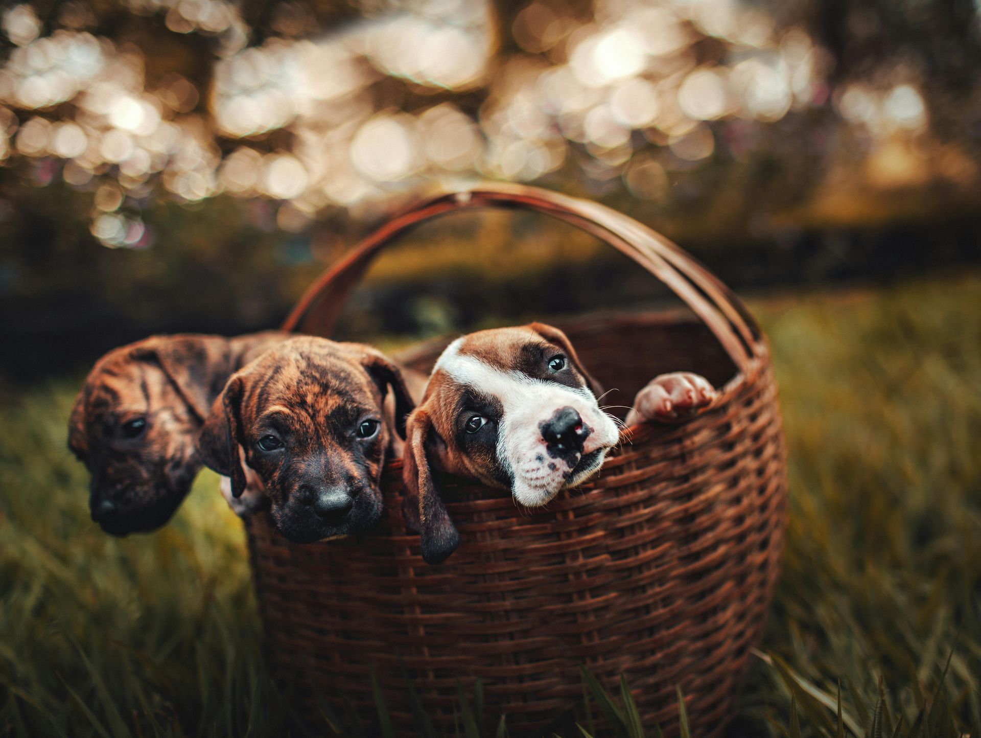 Three brindle and white puppies in a brown basket on grass.