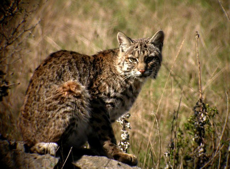 a bobcat is sitting on a rock in the grass looking at the camera .