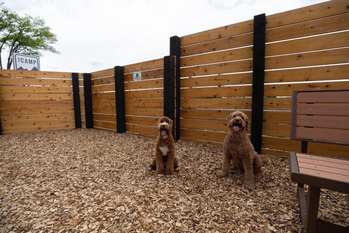 two dogs are sitting in a dog park next to a wooden fence .