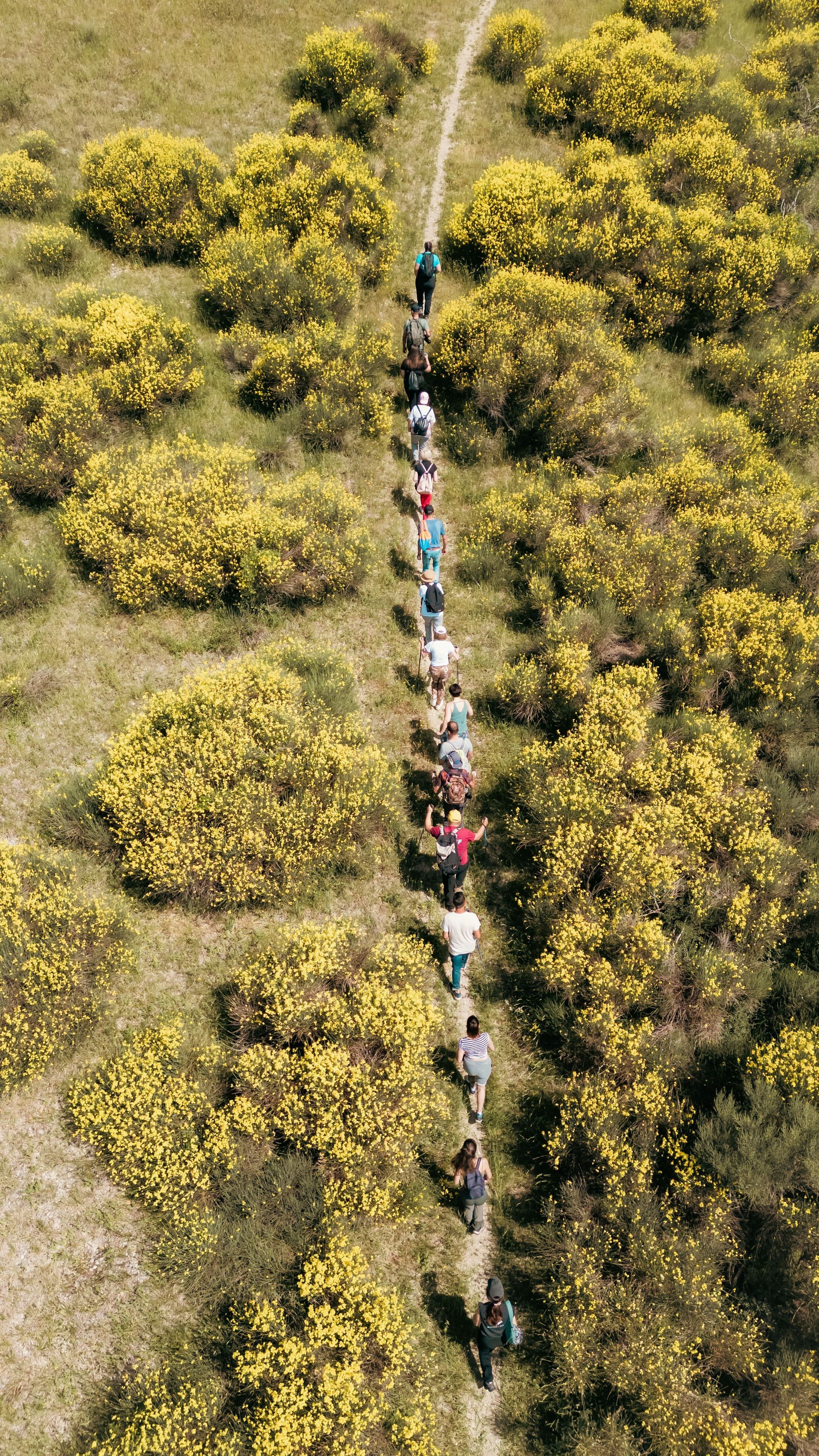 Escursione a piedi nei Monti Frentani tra le ginestre in fiore