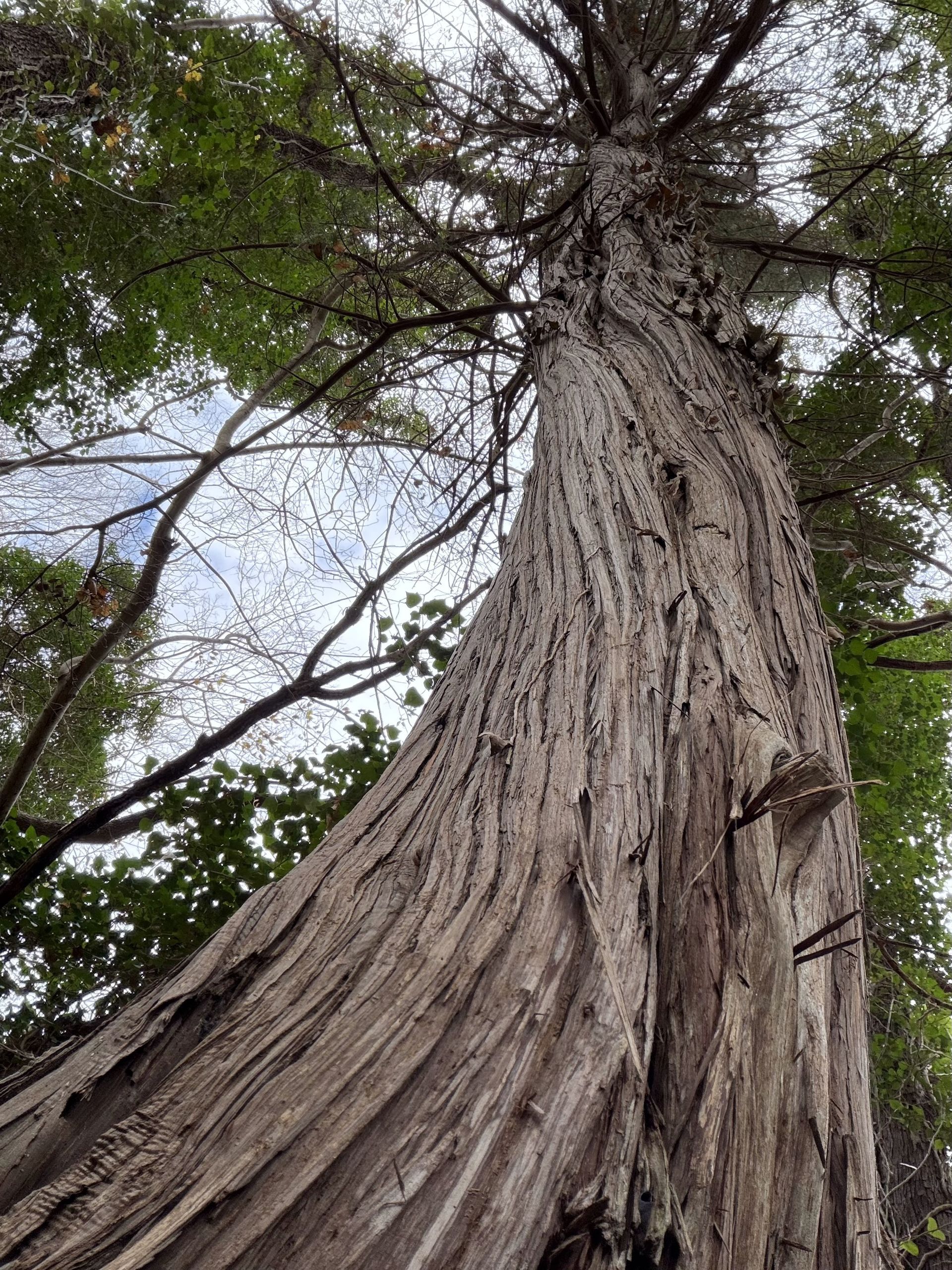 Ginepro monumentale - Celenza sukl T