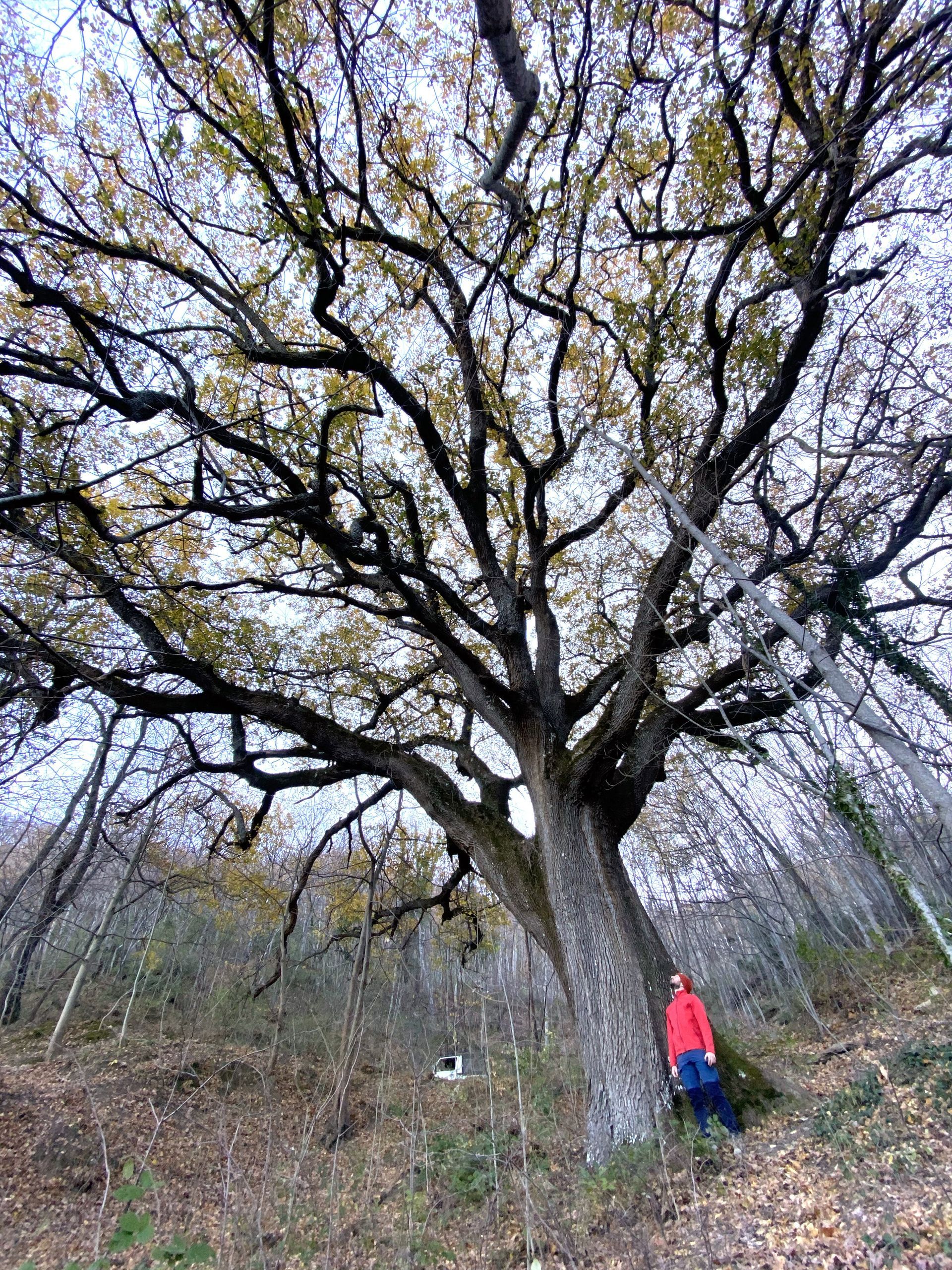 Alberi monumentali Abruzzo e Molise