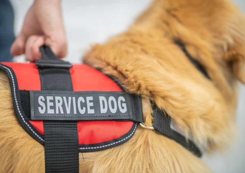 A tenant holds the red and black harness of a golden retriever, which reads ‘Service dog’.