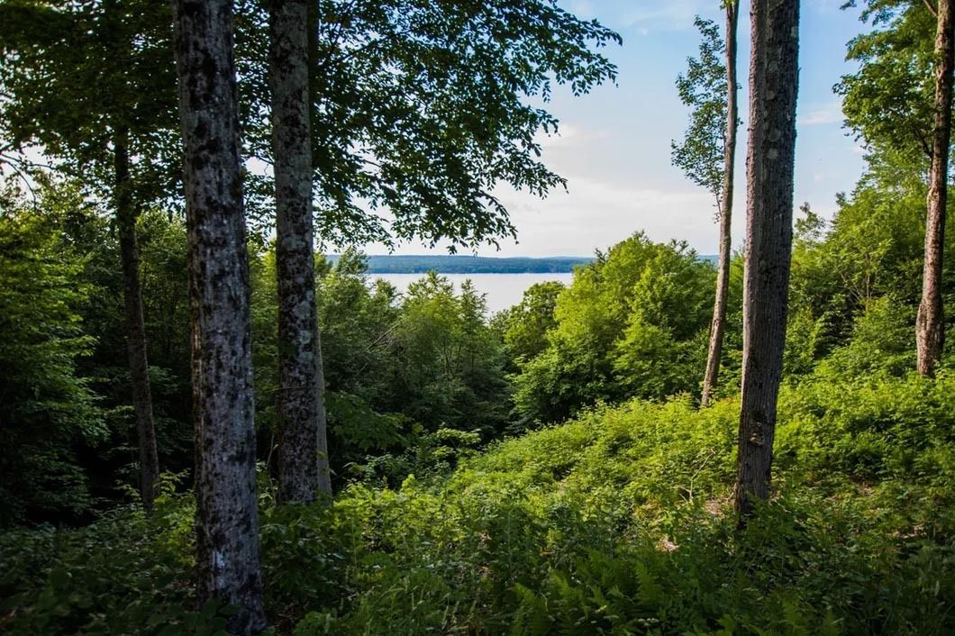 A view of a lake through the trees in a forest.