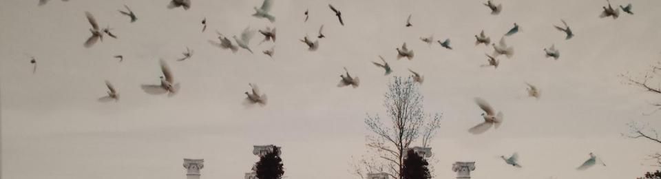Many birds flying across a pale sky above silhouetted treetops