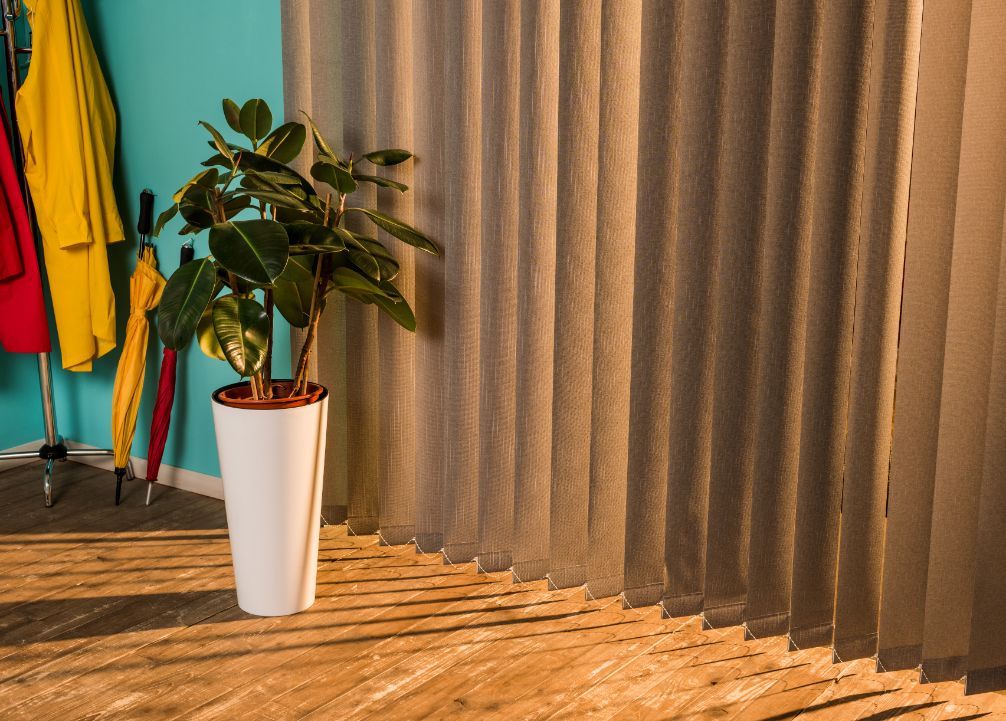 Ficus plant in white pot by sheer window covering. Coats and umbrella in the corner.