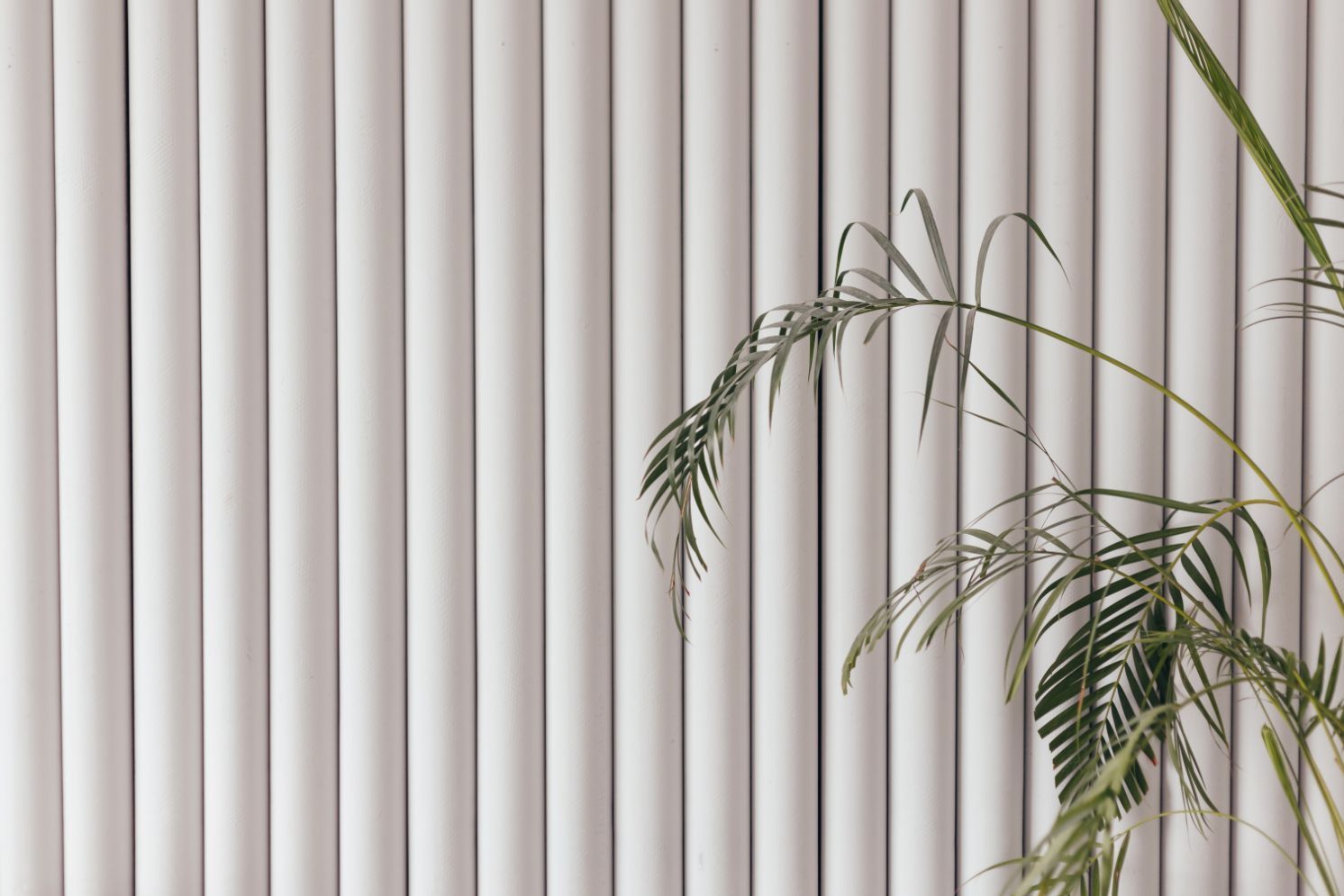 White vertical blinds with a leafy green plant.