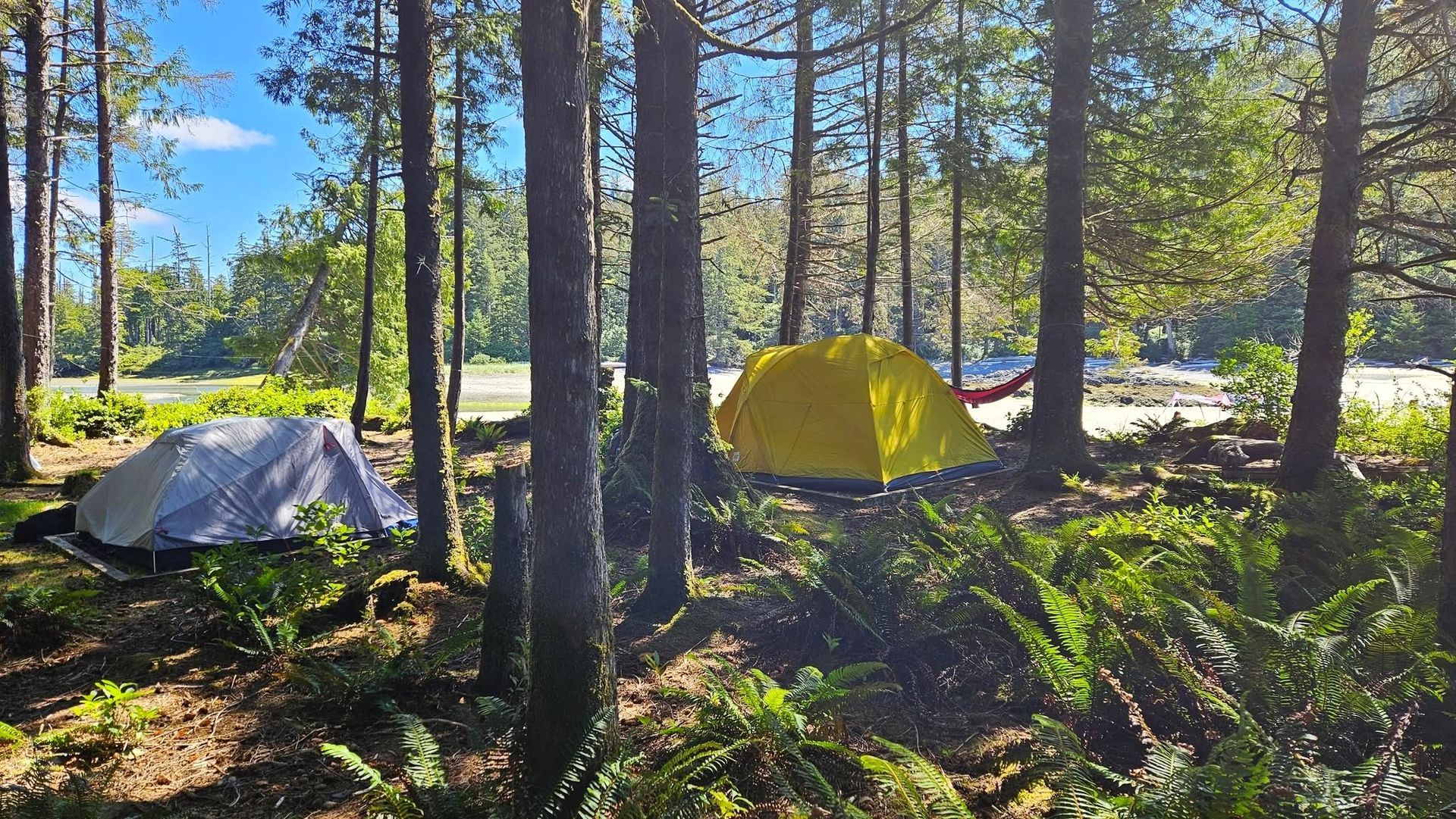 Two tents, one yellow and one light grey, are pitched in a sunlit forest clearing with ferns and tall trees.