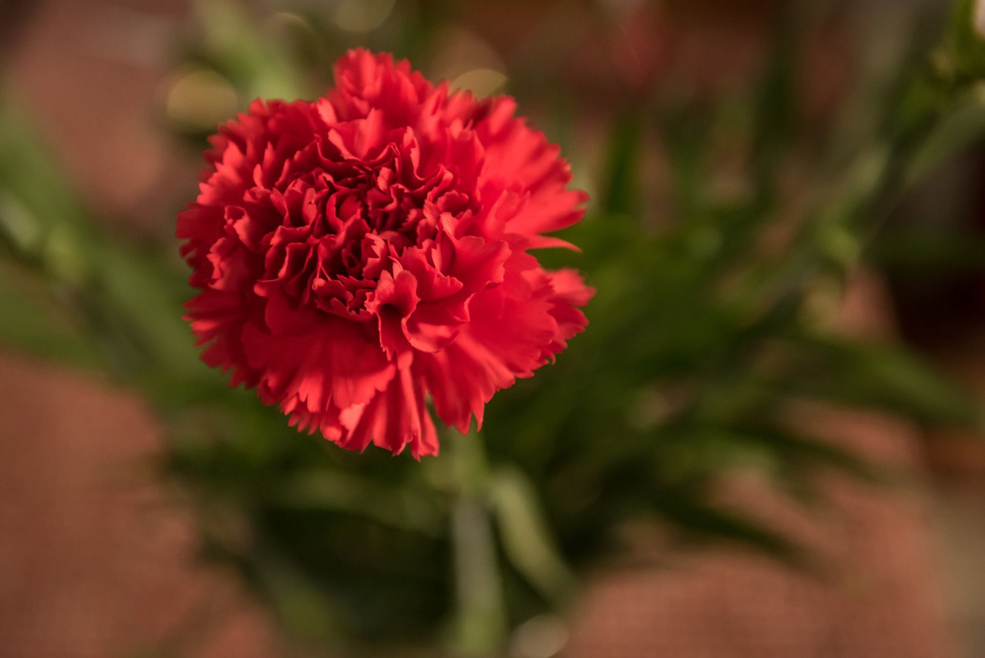 Red carnation flower with ruffled petals, surrounded by green stems.