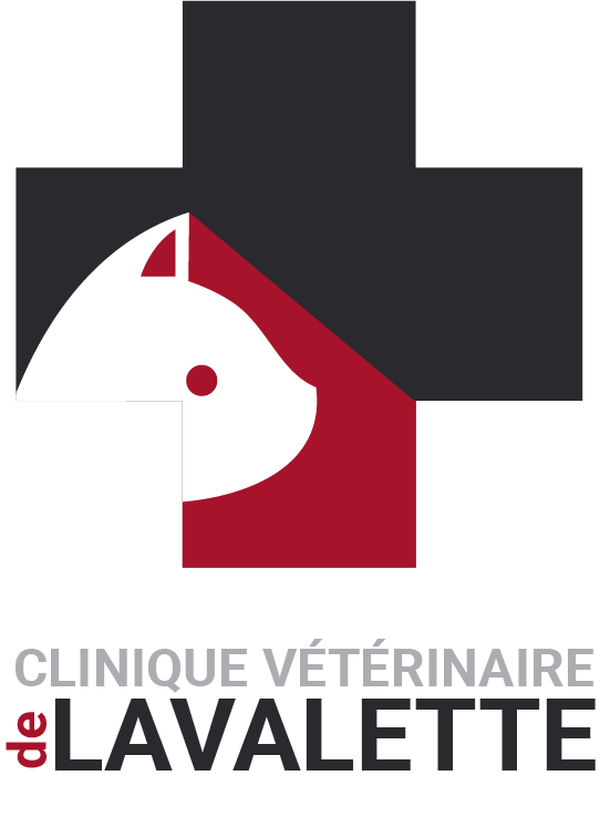 Page d'accueil de la clinique vétérinaire de VilleboisLavalette