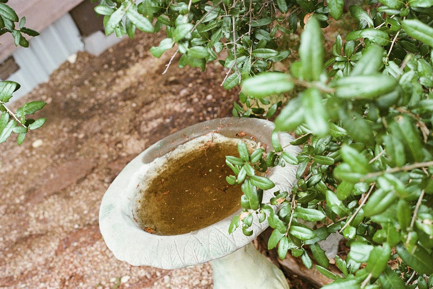 A weathered stone birdbath filled with murky water, situated in a garden next to a leafy green bush.