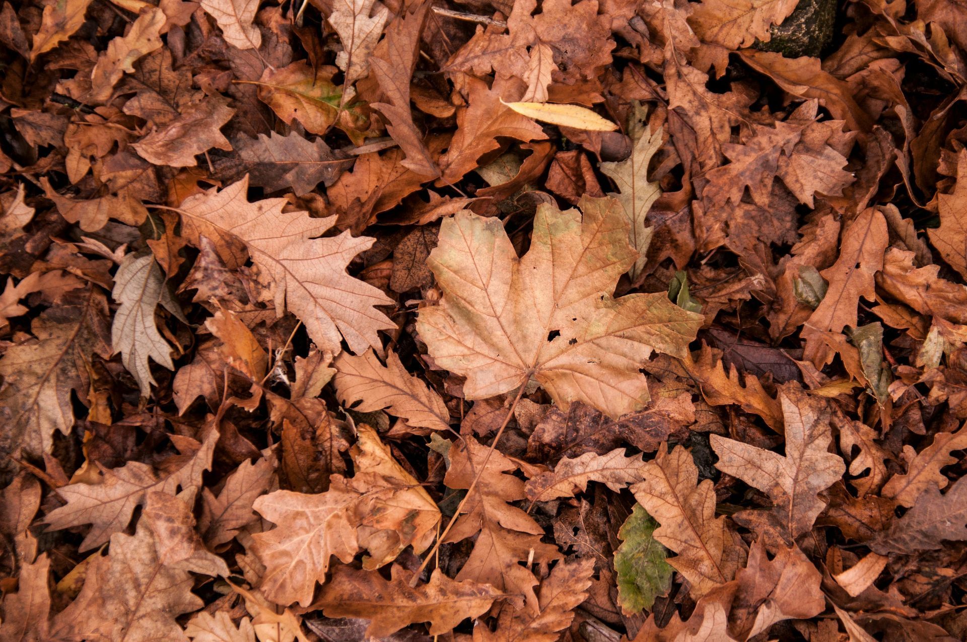 A pile of brown leaves on the ground with a maple leaf in the middle.