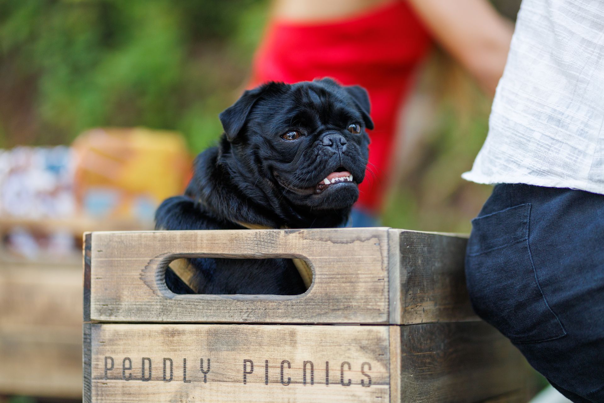 Peddly Picnics