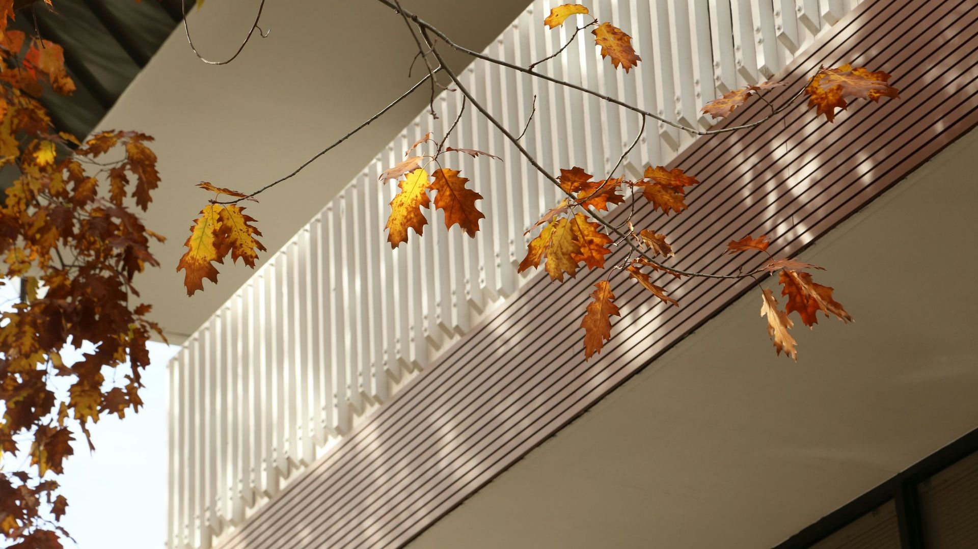 Autumn leaves in shades of yellow and orange frame a modern building with white railings and wooden paneling.